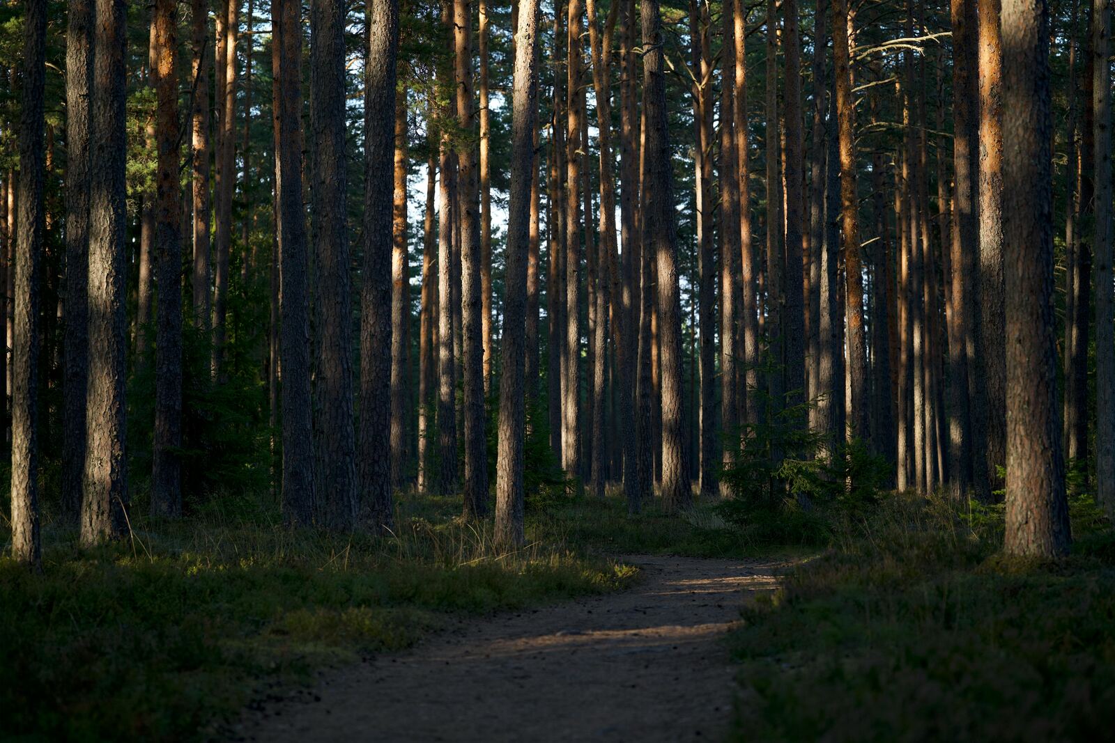 Forest trail representing parks, walks, and local recreation